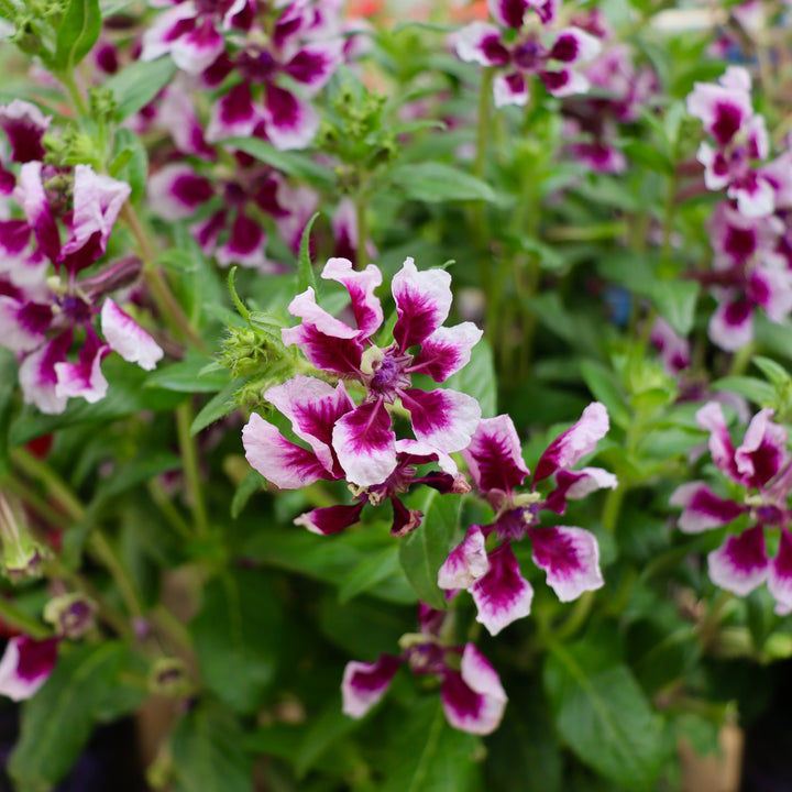 Cuphea probumbens 'Lavender Splash' Sweet Talk™ Lavender Splash Cuphea, 1 Gallon Annual