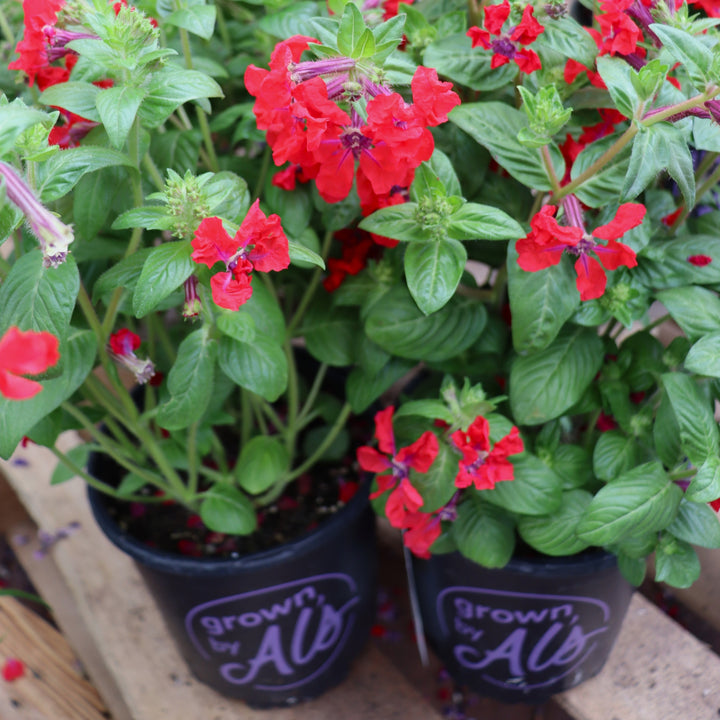 Cuphea probumbens 'Red' Sweet Talk™ Red Cuphea, 1 Gallon Annual