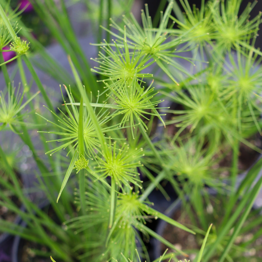 Cyperus prolifer 'Prince Tut' Prince Tut™ Cypress, 1 Gallon Annual