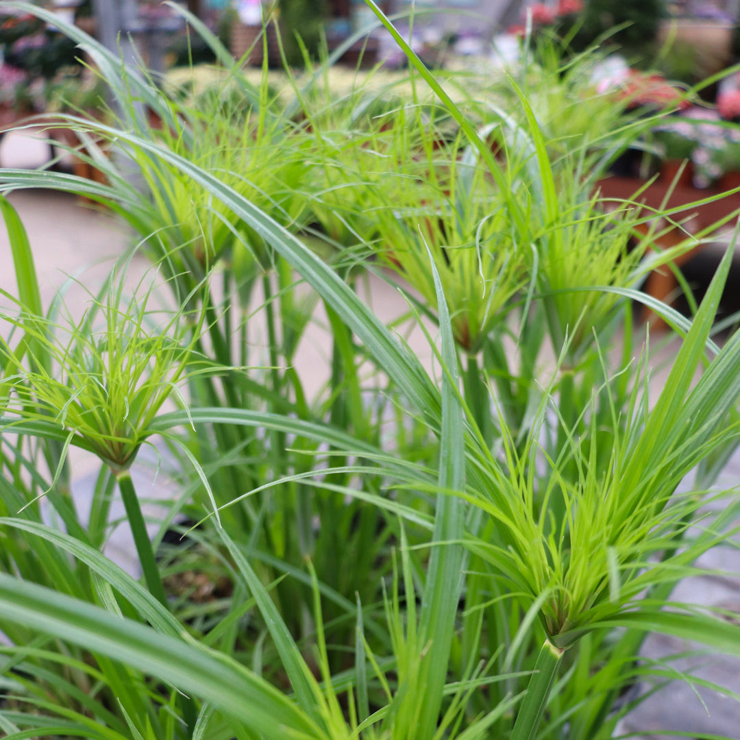 Cyperus prolifer 'Queen Tut' Queen Tut™ Cypress, 1 Gallon Annual