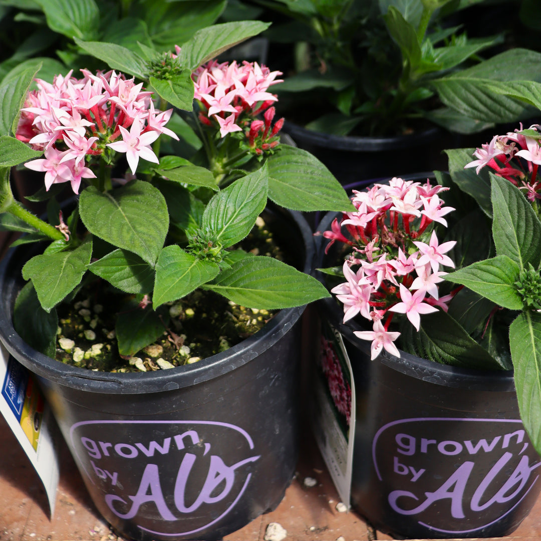 Pentas