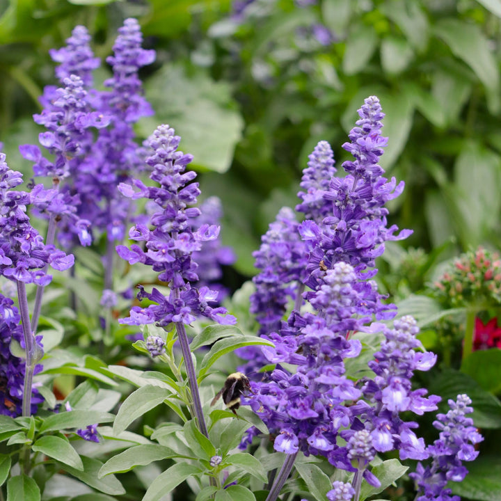 Salvia