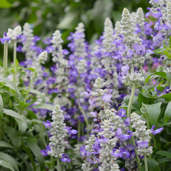 Salvia
