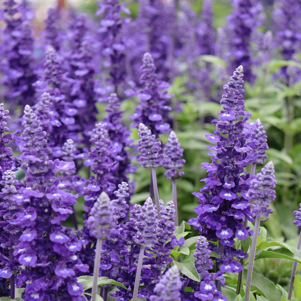 Salvia