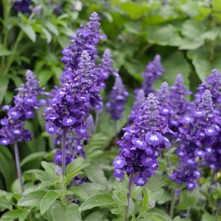 Salvia
