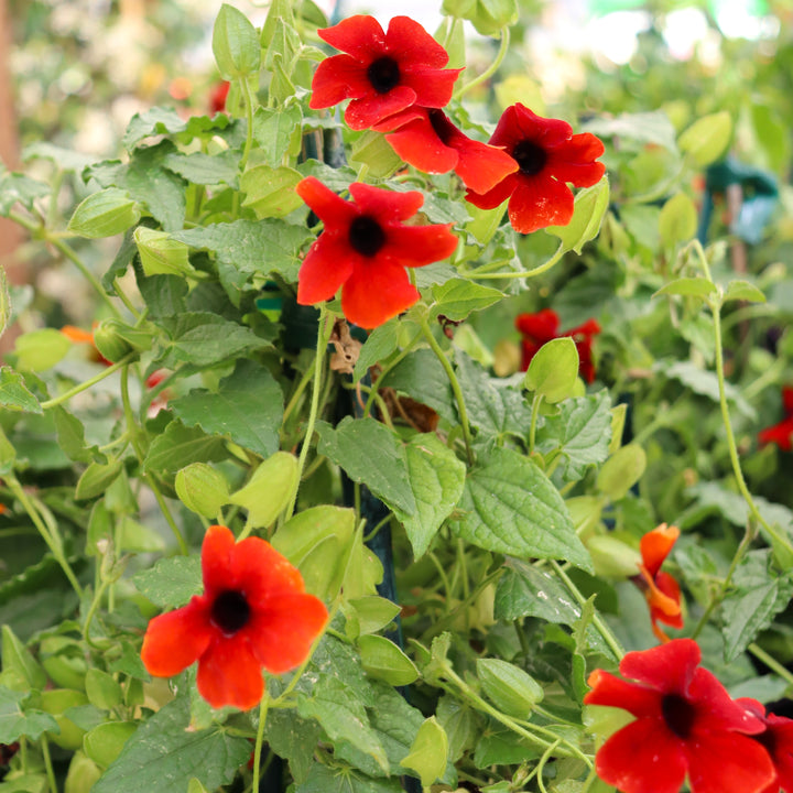 Thunbergia alata 'Sumthun 04' Sunny Susy® Brownie Black-Eyed Susan, 1 Gallon Annual