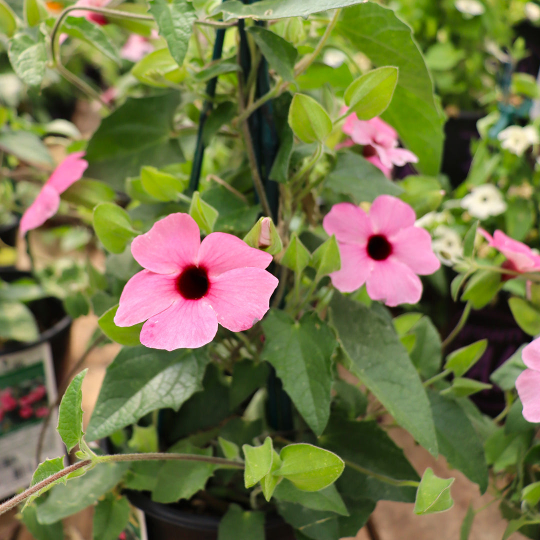 Thunbergia alata 'VOLTHU 7898' Sunny Susy® Rose Sensation Black-Eyed Susan, 1 Gallon Annual