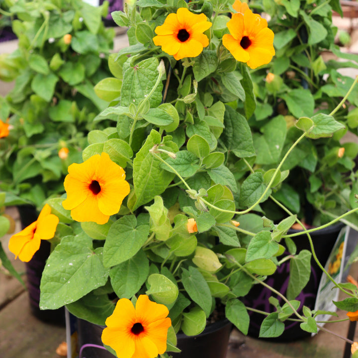 Thunbergia alata 'TowerPower Orange' Black-Eyed Susan, 1 Gallon Annual