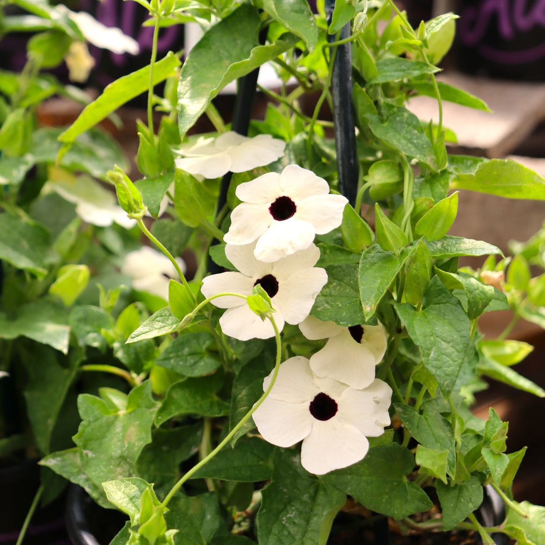 Thunbergia alata 'TowerPower White' Black-Eyed Susan, 1 Gallon Annual
