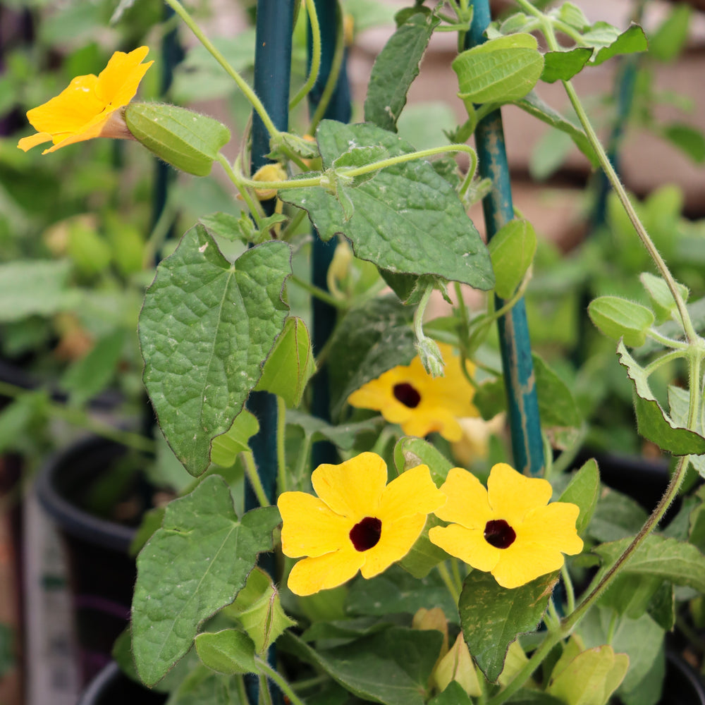 Thunbergia alata 'TowerPower Yellow' Black-Eyed Susan, 1 Gallon Annual