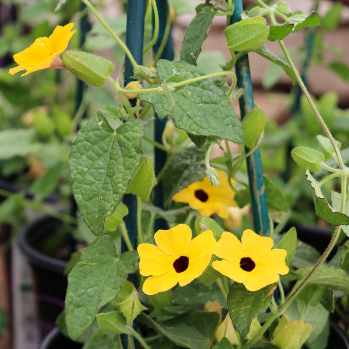 Thunbergia alata 'TowerPower Yellow' Black-Eyed Susan, 1 Gallon Annual