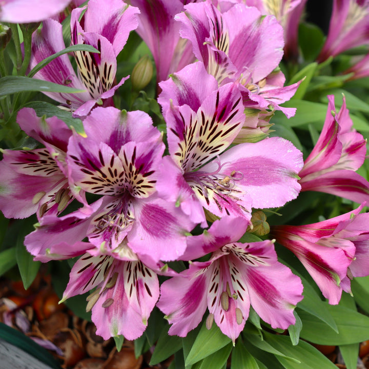 Peruvian Lily