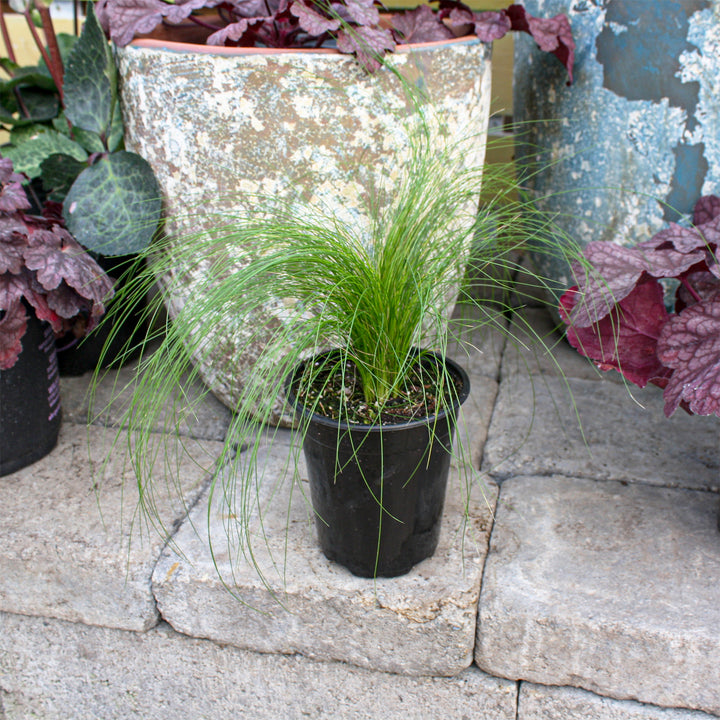 Stipa tenuissima Pony Tails Feather Grass, 1 Quart Perennial