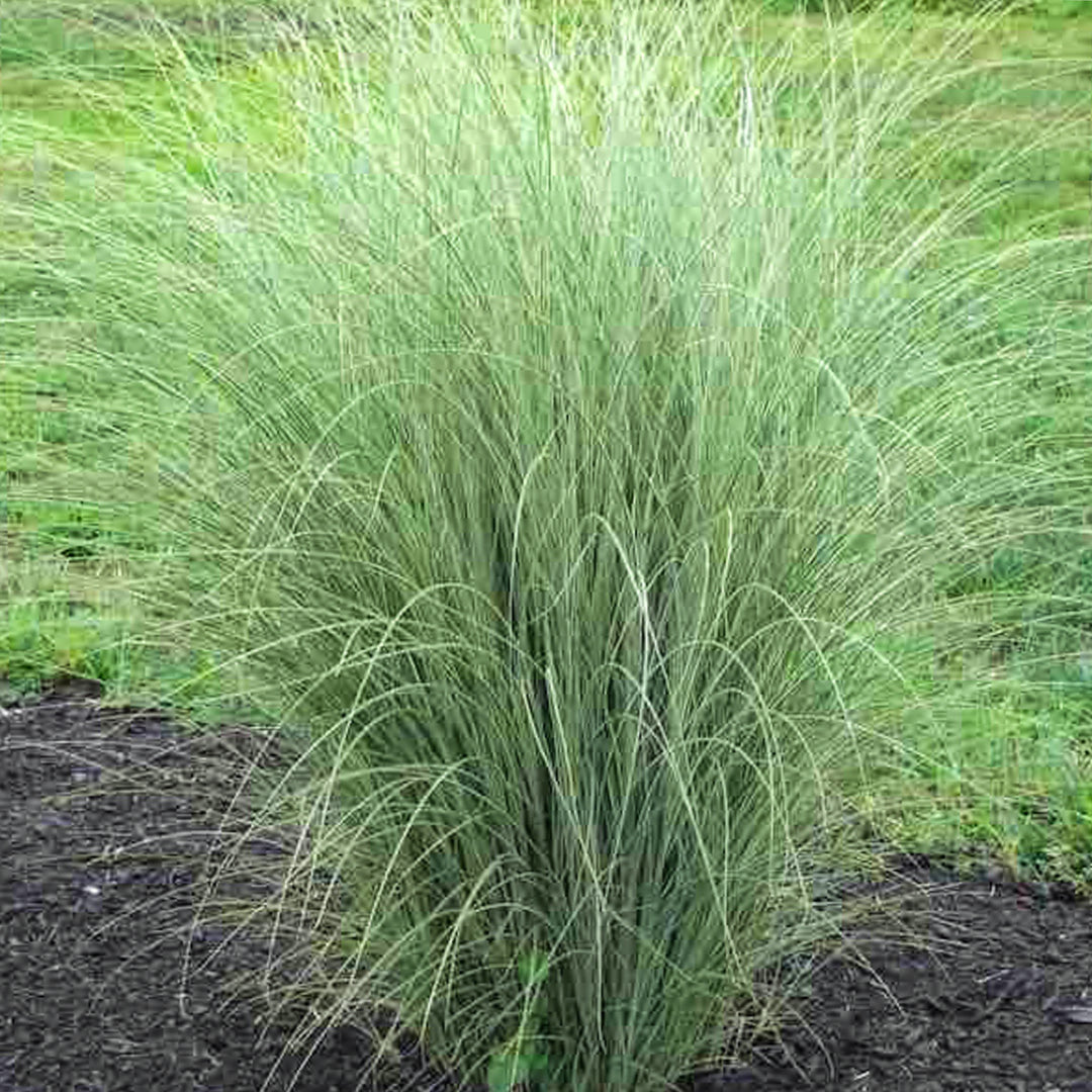 Miscanthus sinensis 'Morning Light' Miscanthus, 1 Gallon Perennial