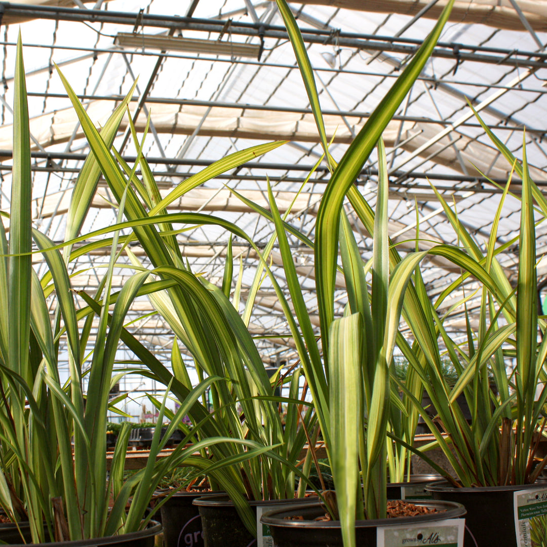 Phormium 'Yellow Wave' New Zealand Flax, 1 Gallon Perennial