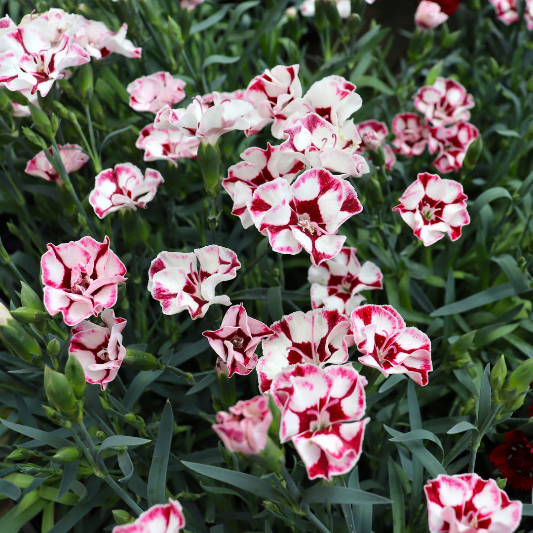 Carnation