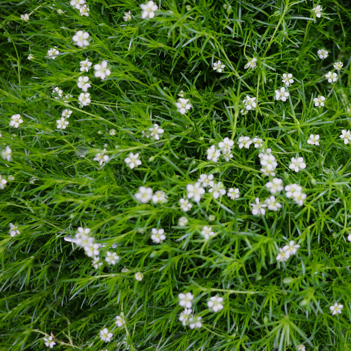 Irish Moss