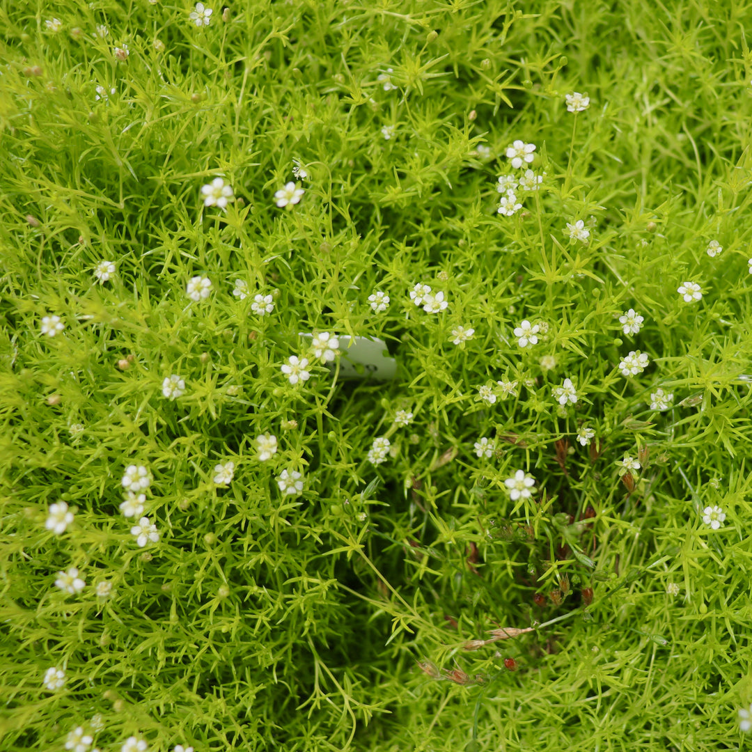Scotch Moss