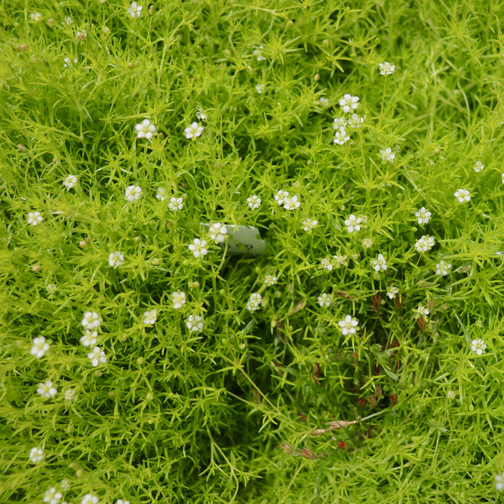 Scotch Moss