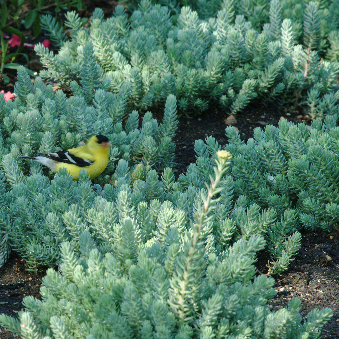 Sedum reflexum 'Blue Spruce' Creeping Sedum, 1 Quart Perennial