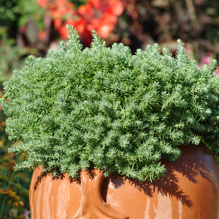 Sedum reflexum 'Blue Spruce' Creeping Sedum, 1 Quart Perennial