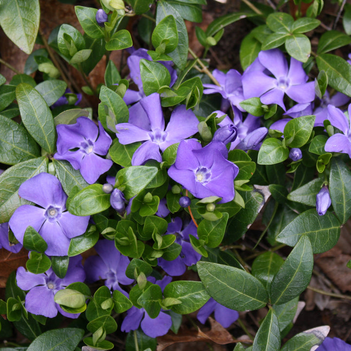 Dwarf Periwinkle