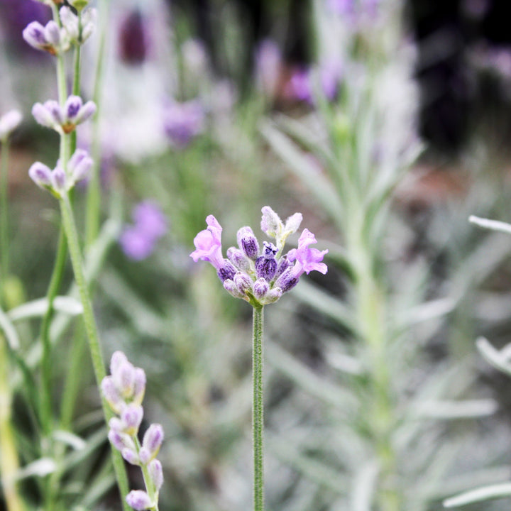 Lavandula angustifolia 'Munstead' English Lavender, 1 Quart Perennial