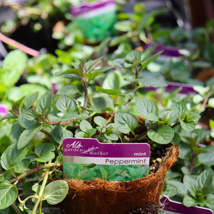 Mentha x piperita Peppermint, 4 Inch Annual