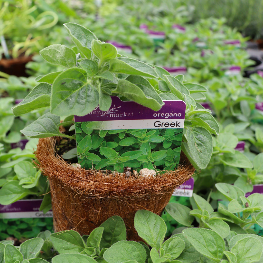 Origanum vulgare 'Greek' Oregano, 4 Inch Annuals