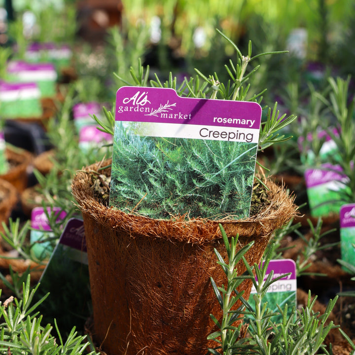 Salvia rosmarinus 'Creeping' Rosemary, 4 Inch Annual