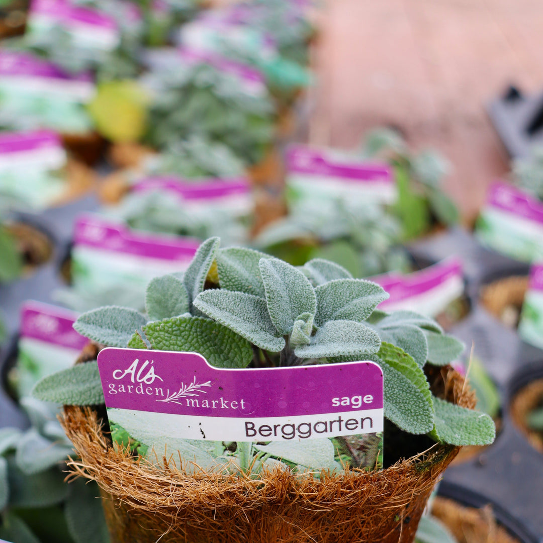Salvia officinalis 'Berggarten' Sage, 4 Inch Annuals