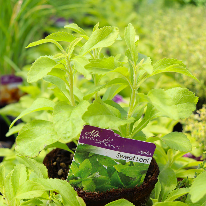 Stevia rebaudiana Stevia, 4 Inch Annual