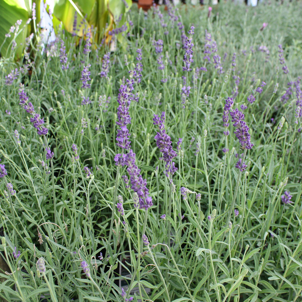 Lavandula angustifolia 'Hidcote' English Lavender, 1 Gallon Perennial