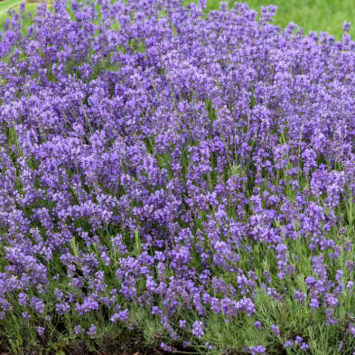 Lavandula angustifolia 'Munstead' English Lavender, 1 Gallon Perennial