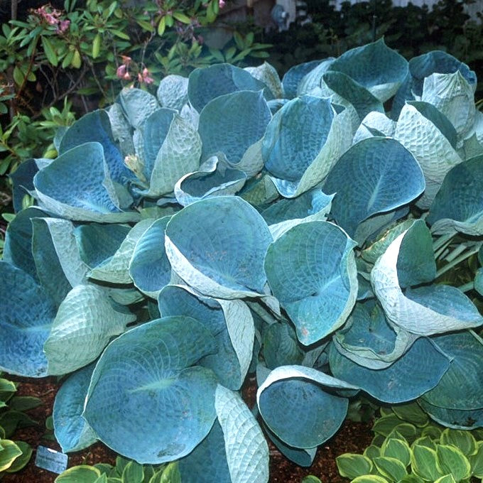 Hosta 'Abiqua Drinking Gourd' Hosta, 1 Gallon Perennial