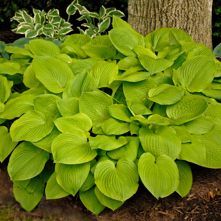 Hosta 'August Moon' Hosta, 1 Gallon Perennial