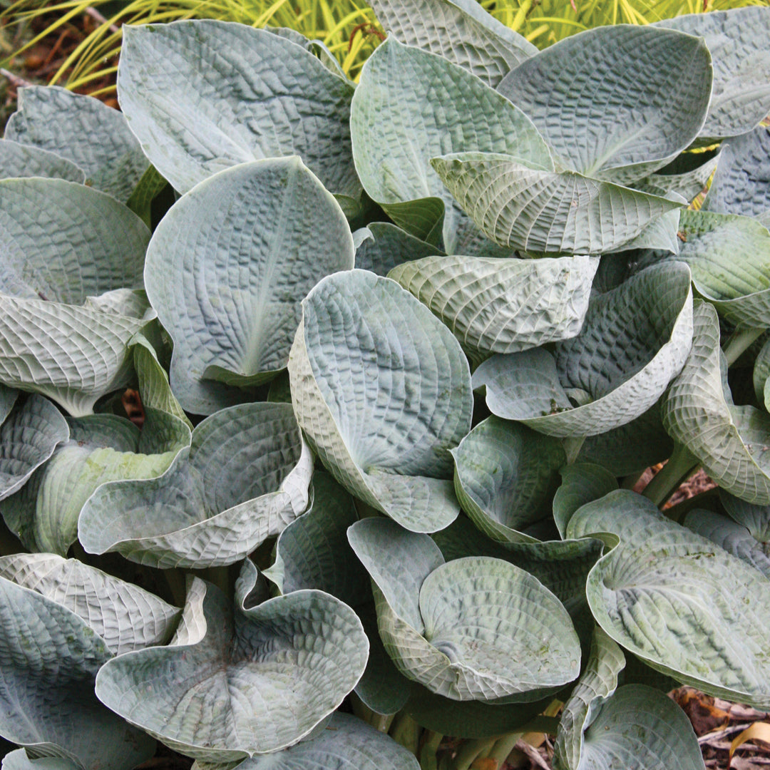 Hosta 'Big Daddy' Hosta, 1 Gallon Perennial