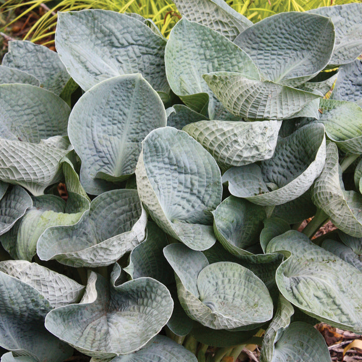 Hosta 'Big Daddy' Hosta, 1 Gallon Perennial