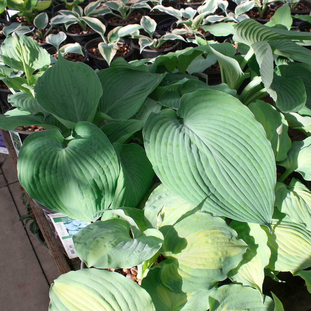 Hosta 'Blue Angel' Hosta, 1 Gallon Perennial