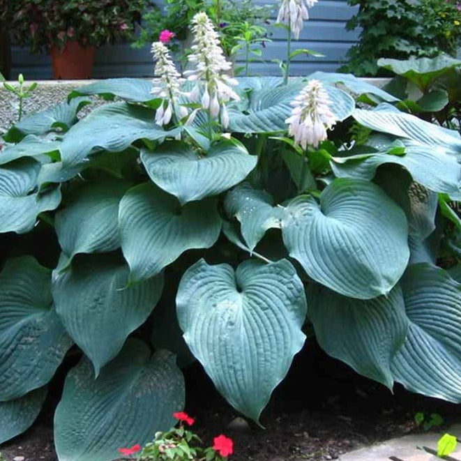 Hosta 'Blue Angel' Hosta, 1 Gallon Perennial