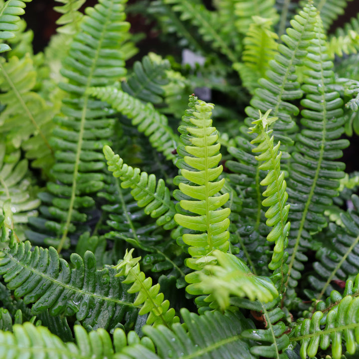 Deer Fern