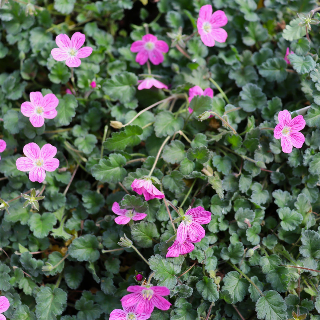 Erodium x variabile 'Bishop's Form' Dwarf Heron's Bill, 4 Inch/Quart Perennial
