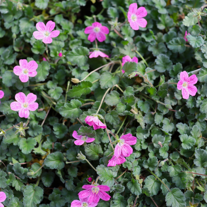 Erodium x variabile 'Bishop's Form' Dwarf Heron's Bill, 4 Inch/Quart Perennial
