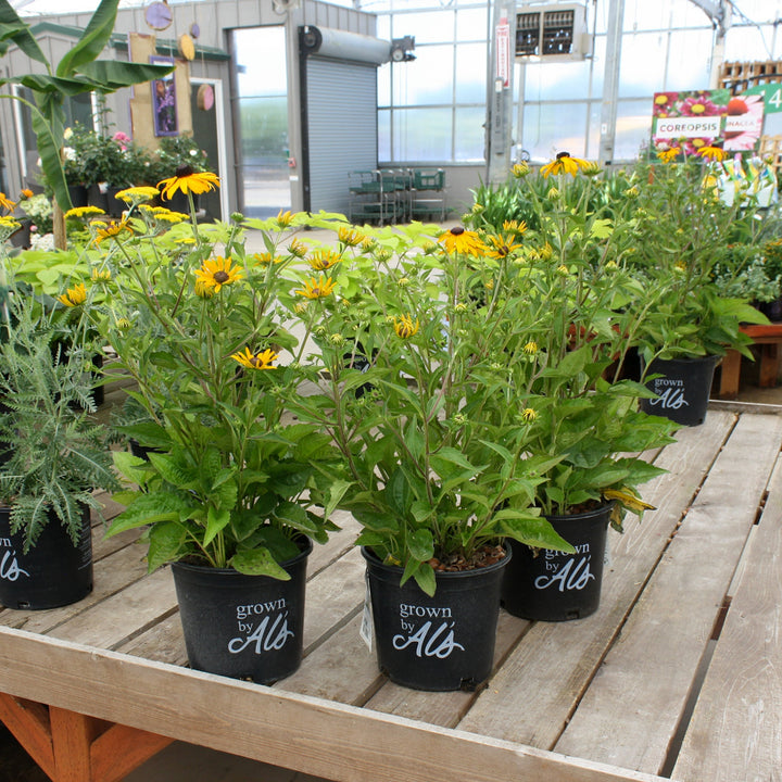 Rudbeckia fulgida var. sullivantii 'Goldsturm' Black-Eyed Susan, 1 Quart Perennial