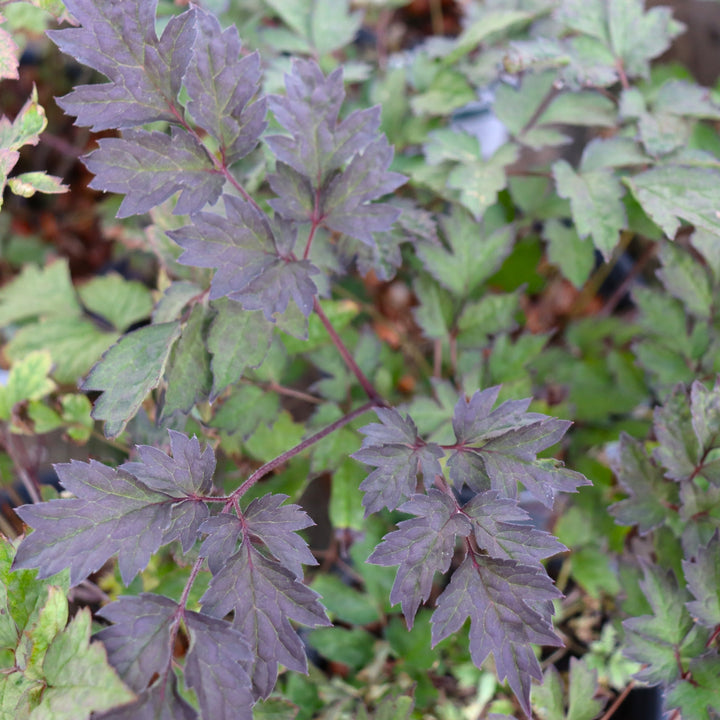 Actaea simplex 'Black Negligee' Actaea, 1 Gallon Perennial