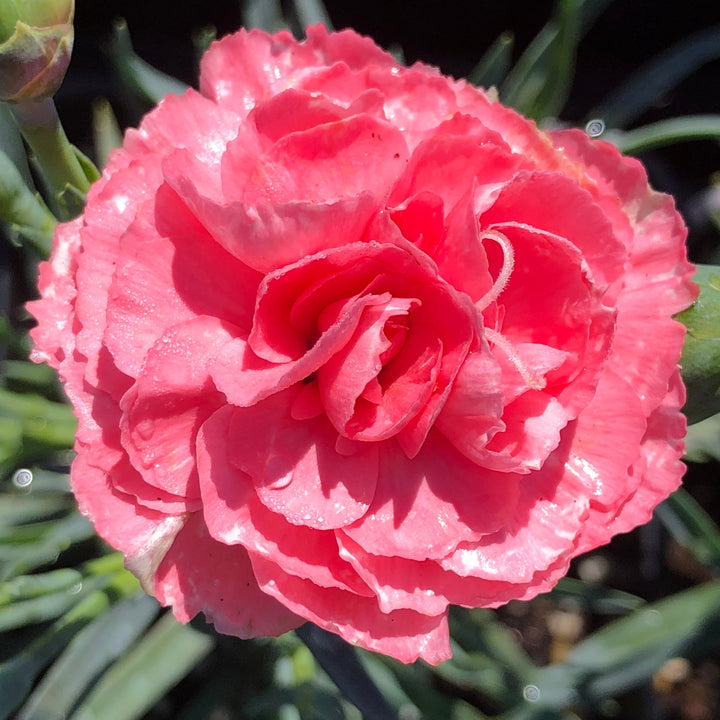Dianthus cespitosa 'Valda Louise' PP14045 Rosie Cheeks Carnation, 1 Gallon Perennial