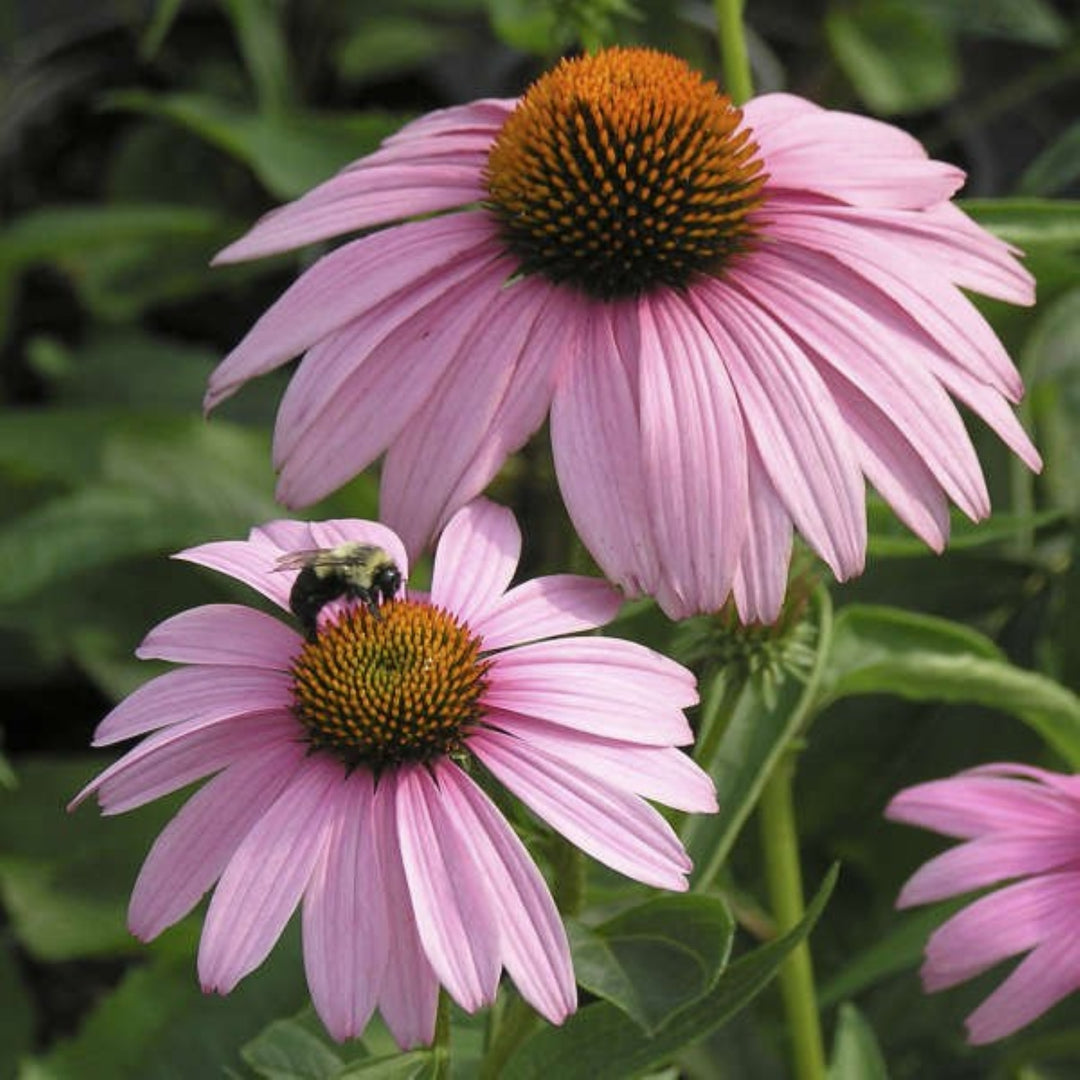 Echinacea purpurea 'Magnus' Coneflower, 1 Gallon Perennial