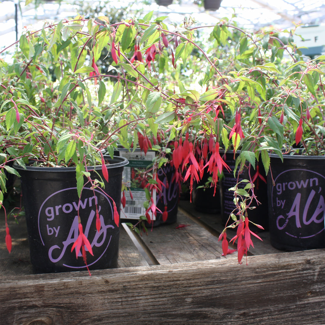 Fuchsia magellanica Hardy Fuchsia, 1 Gallon Perennial