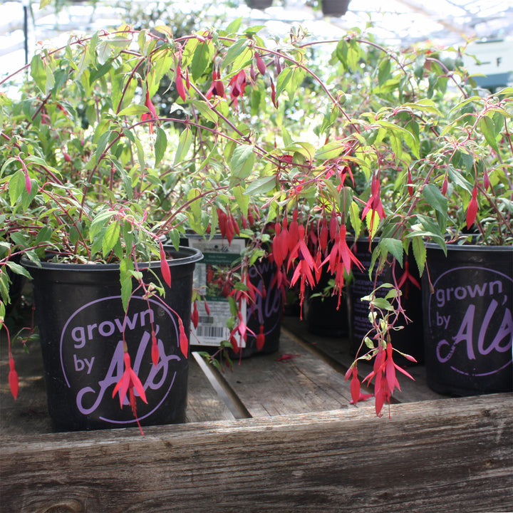 Fuchsia magellanica Hardy Fuchsia, 1 Gallon Perennial