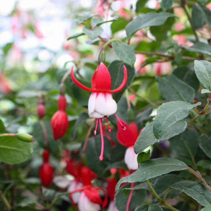 Fuchsia magellanica 'Santa Claus' Hardy Fuchsia, 1 Gallon Perennial
